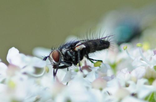 Exorista sp.